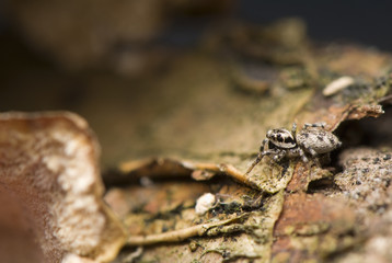 Salticus - jumping spider
