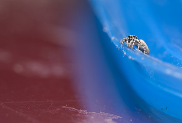 Salticus - jumping spider