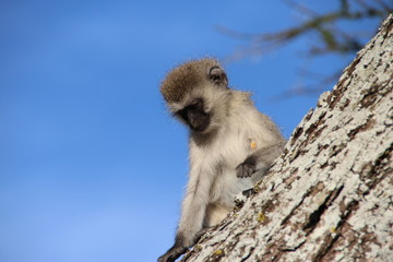 Vervet Monkey, Serengeti National Park, Tanzania