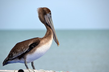 Le pélican et la mer