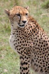 Cheetah, Masai Mara, Kenya
