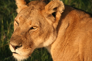 Fototapeta na wymiar Lion, Masai Mara, Kenia