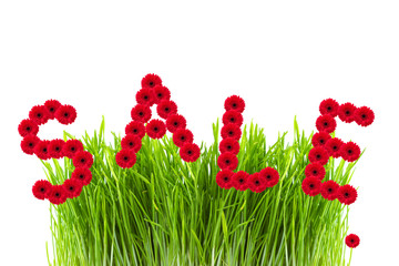 word sale made of gerber flowers, green grass on white backgroun