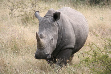 White Rhino, Botswana