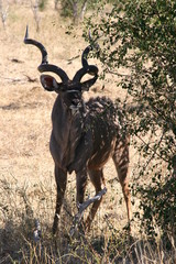 Kudu male, Savuti National Park, Botswana