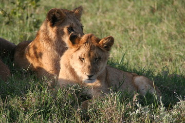Lion Cubs, Masai Mara, Kenya