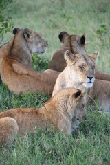 Lion pride, Masai Mara, Kenya