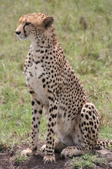 Cheetah, Masai Mara, Kenya