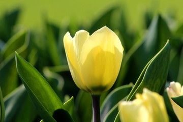 Fototapeta premium Giardino in primavera con tulipani gialli