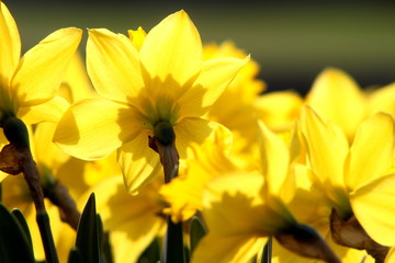 Narcisi gialli