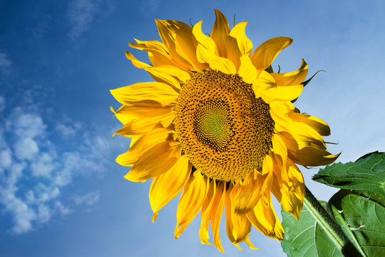 bright yellow sunflower on  blue sky