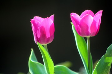Tulipani lilla