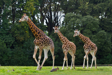 Naklejka na ściany i meble Giraffes family in the wildlife park