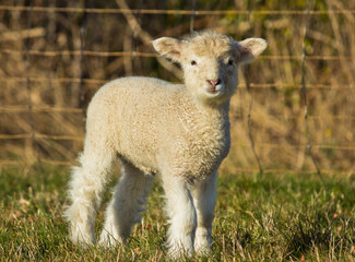 Young white Lamb