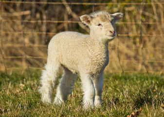 Young white Lamb