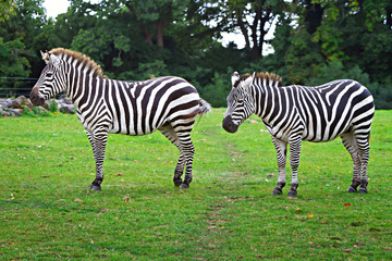 Fototapeta na wymiar Zebry w parku przyrody
