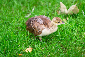 Naklejka premium A peacock chick walking in the grass