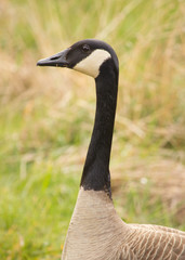 Canada Goose kneck and head