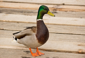 Mallard Duck beside Pond