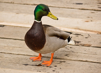 Mallard Duck beside Pond