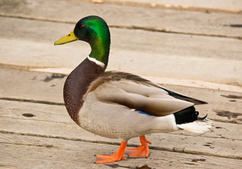 Mallard Duck beside Pond