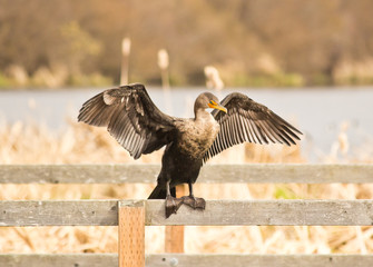 Cormorant  sitting on dock