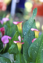 Obraz premium calla lily