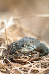 frog