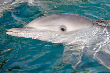 Dolphin