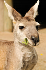 Kangaroo