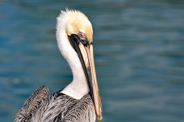 Pelican Portrait Close Up with Ocean in Background