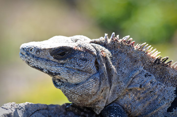 Iguana Close Up