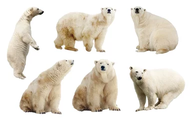 Keuken foto achterwand Ijsbeer Set van ijsberen. Geïsoleerd over wit