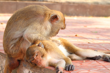 monkey with love  ( Macaca fascicularis  )