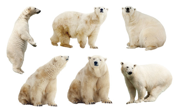 Set of polar bears. Isolated over white