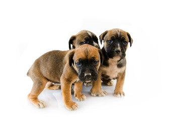 3 puppy Boxer in front of white background