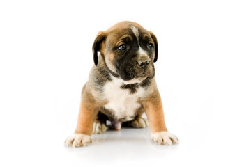 Obraz premium puppy Boxer in front of white background