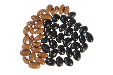 beans on white background