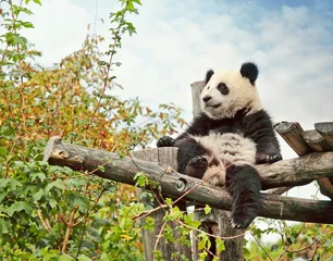 Papier Peint photo Lavable Panda Panda