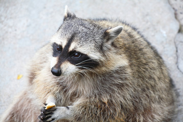 Amusing raccoon with a piece of bread in paws