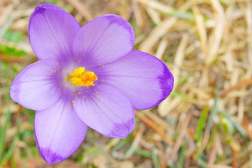 closeup view fresh Crocus sativus flower in spring