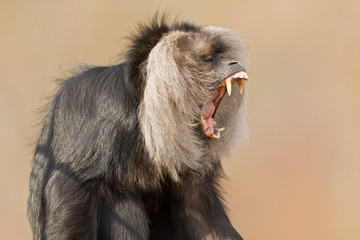 Naklejka premium lion-tailed macaque (Macaca silenus)