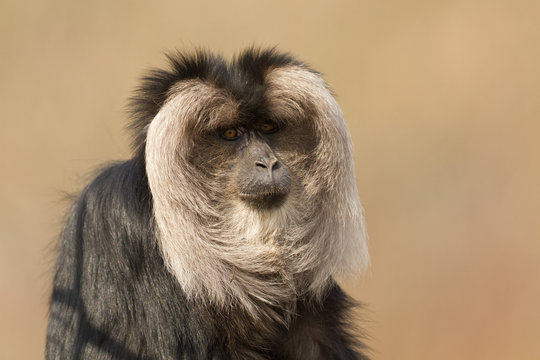 Lion-tailed Macaque (Macaca Silenus)