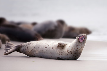 Naklejka premium Aufreißer