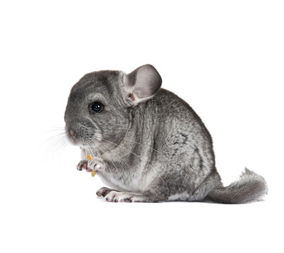 Young, gray chinchilla. Is isolated.