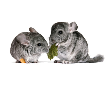 pair of young chinchillas with a dry leaf from a tree.