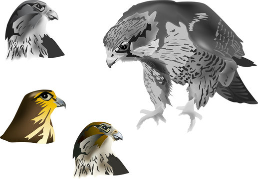 four hawks on white background