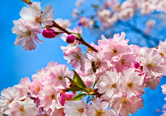 Sakura flowers blooming. Beautiful pink cherry blossom