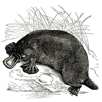Ornithorynque