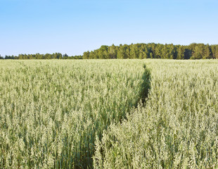 Footpath across oats field